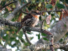 Nystalus maculatus