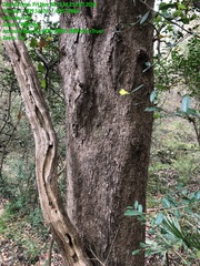 Quercus sinuata sinuata