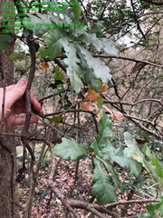 Quercus sinuata sinuata