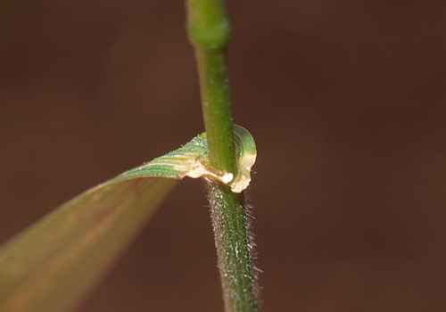 Microlaena stipoides