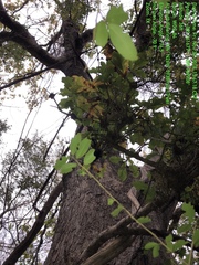 Quercus sinuata sinuata