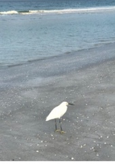 Egretta thula