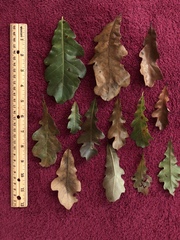 Quercus sinuata sinuata