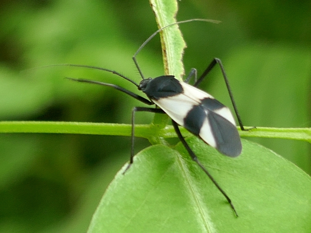 Mimoncopeltus variabilis