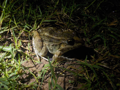 Leptodactylus macrosternum