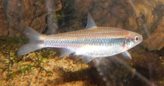 Notropis baileyi