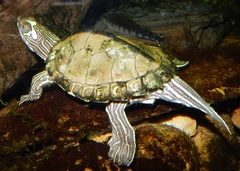 Graptemys pearlensis