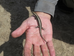 Notomabuya frenata