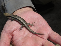 Notomabuya frenata