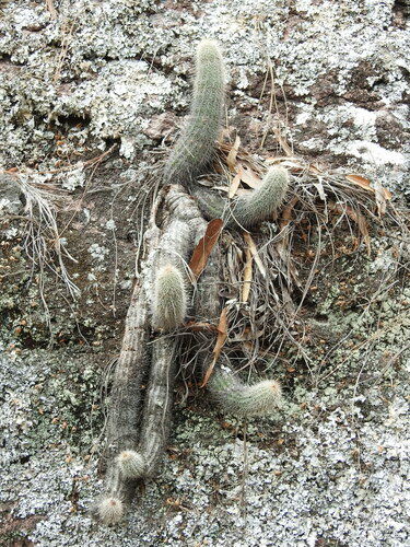 Echinocereus ortegae