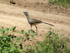 Chunga burmeisteri