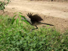 Chunga burmeisteri