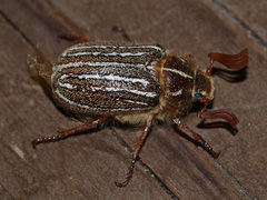 Polyphylla barbata