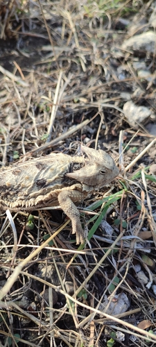 Mexican Horned Lizard, Phrynosoma taurus