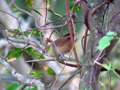 Phacellodomus rufifrons