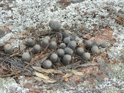 Echinocereus ortegae