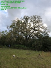 Quercus sinuata sinuata