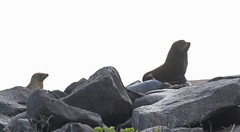 Arctocephalus galapagoensis