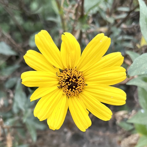 iNaturalist observation photo of California brittlebush