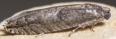 Pseudexentera