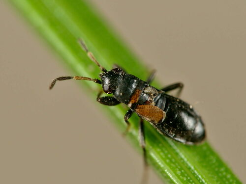 Ischnocoris hemipterus