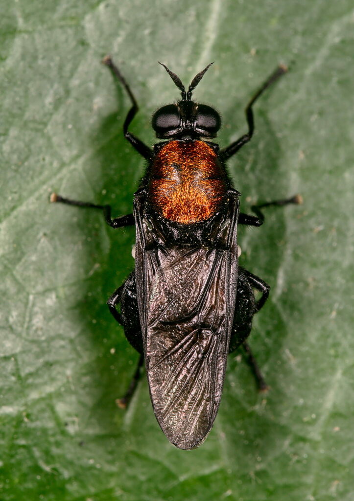 Clitellaria ephippium