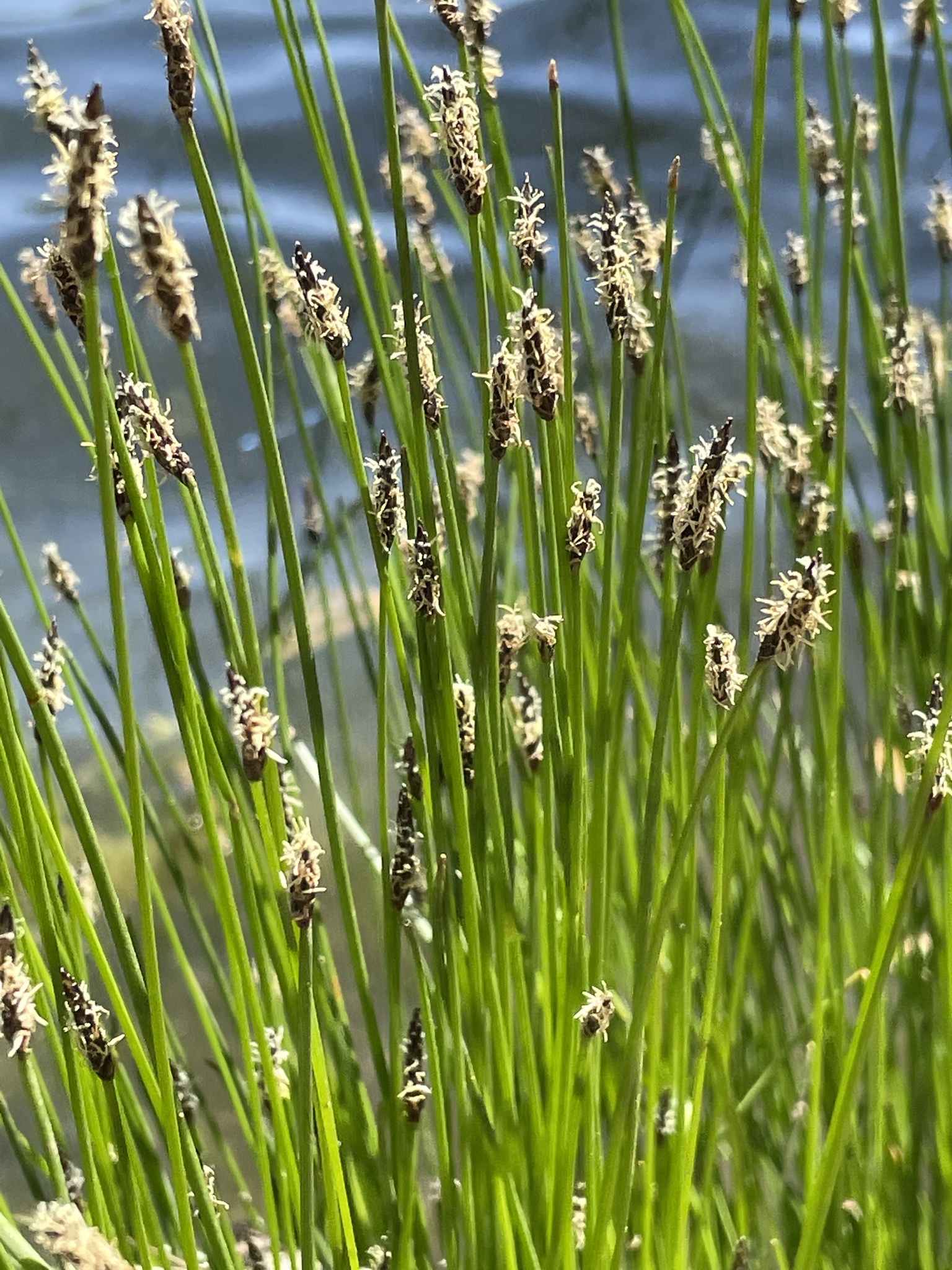 Eleocharis macrostachya