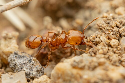 Solenopsis amblychila photo 4