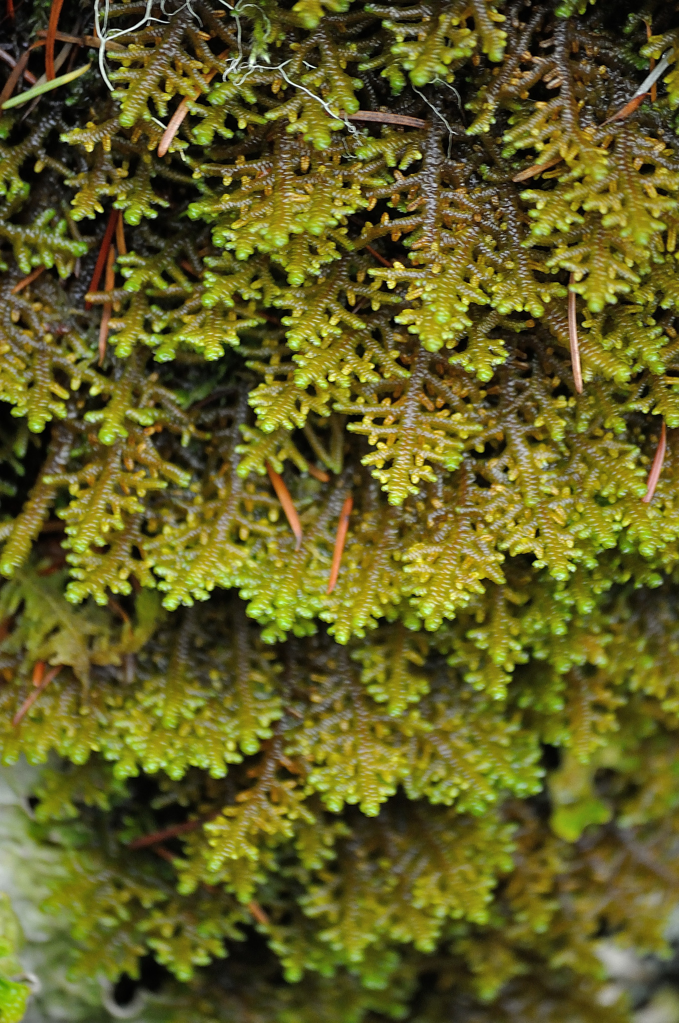 Porella
