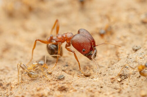 Blunt-spined Big-headed Ant photo 3