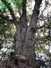 Quercus sinuata sinuata