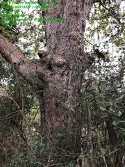 Quercus sinuata sinuata