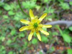 Ranunculus peduncularis