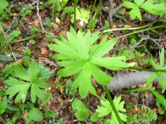 Ranunculus peduncularis