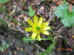 Ranunculus peduncularis