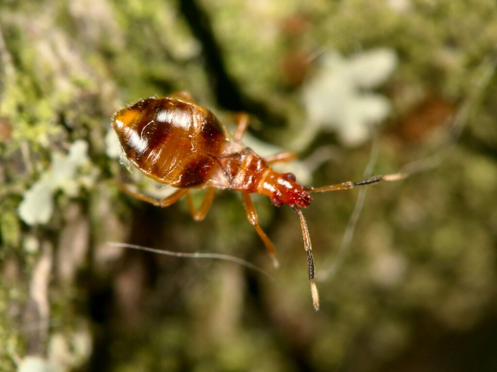 Loricula bipunctata