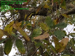 Quercus sinuata sinuata