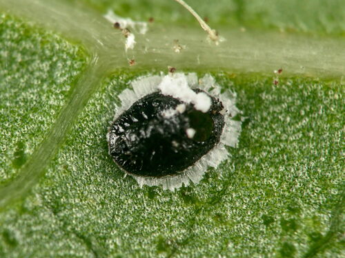 Viburnum Whitefly