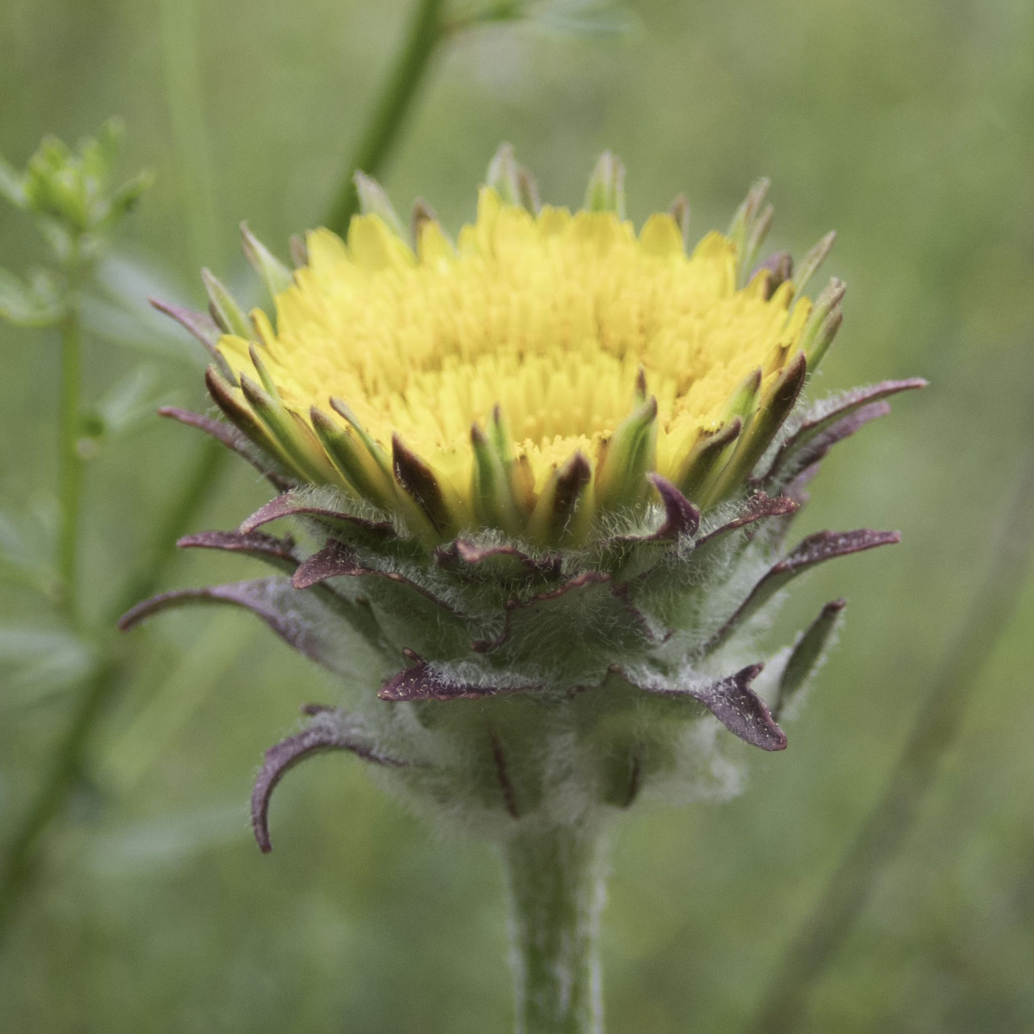 Agoseris grandiflora var. grandiflora