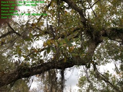 Quercus sinuata sinuata