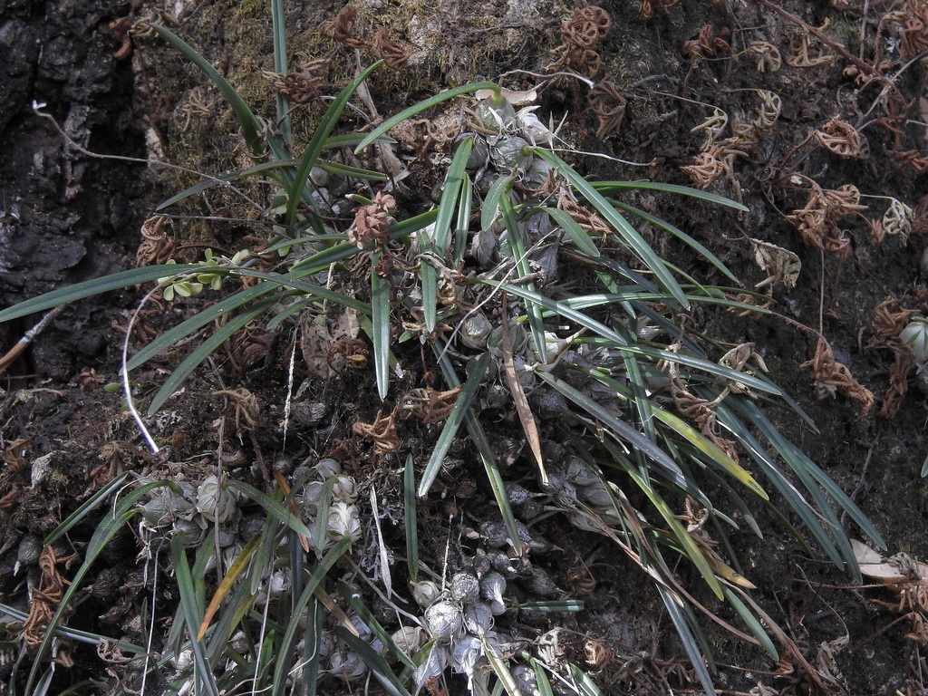 Encyclia microbulbon