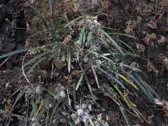Encyclia microbulbon, photograph author not stated, no rights reserved