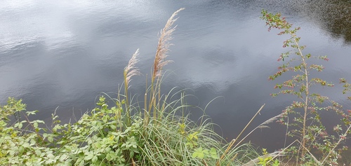 Pampas grass (Cortaderia araucana)
