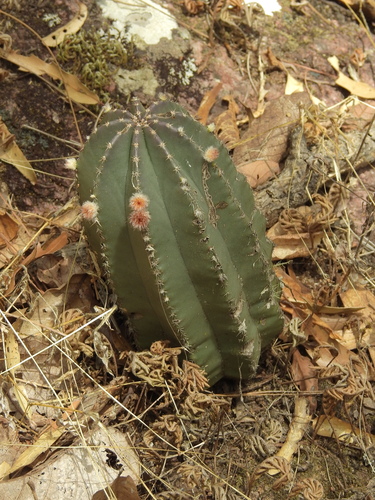 Image of Echinocereus subinermis by no rights reserved