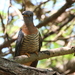 Red-chested Cuckoo - Photo (c) Carmelo López Abad, some rights reserved (CC BY-NC)