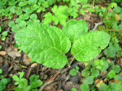 Adenocaulon chilense