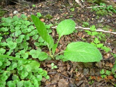 Adenocaulon chilense