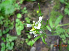 Cardamine glacialis