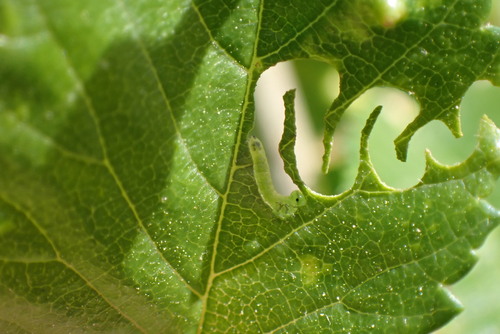 Elm Zigzag Sawfly photo 4