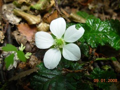 Rubus geoides